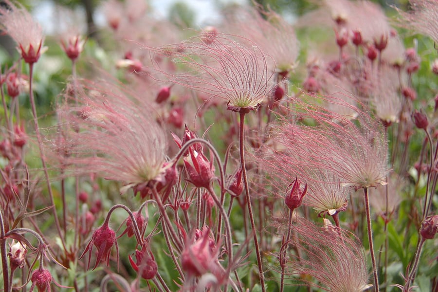 Native Plant Sale